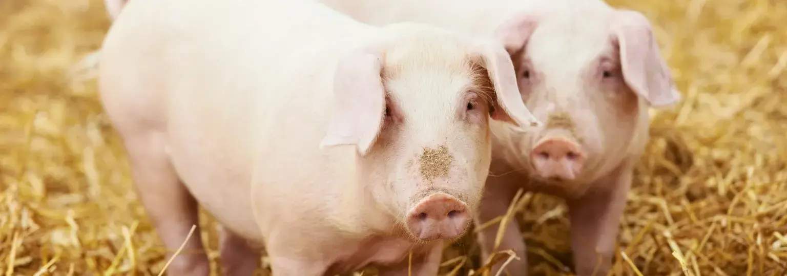 Agrabeton - varkens in stro