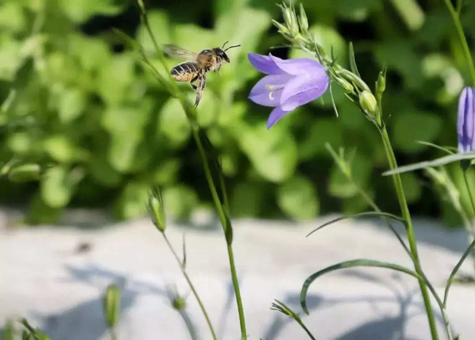 Bio keerwand van beton goed voor biodiversiteit