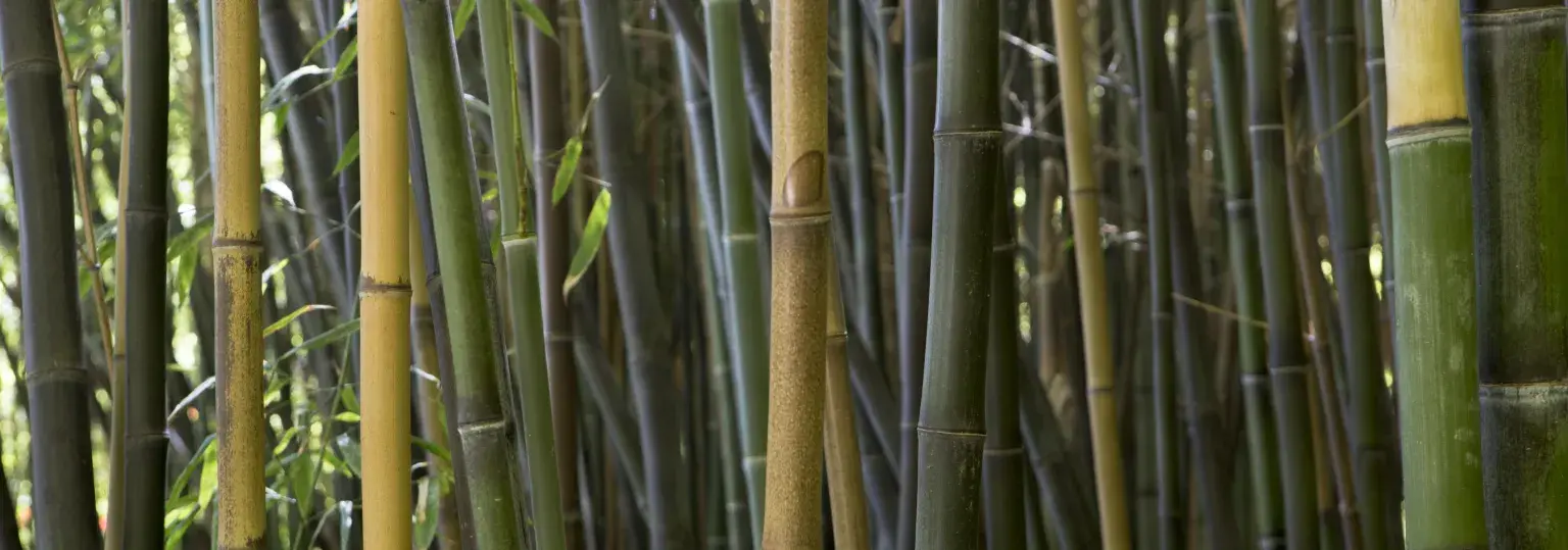tropical-bamboo-forest-daylight.jpg