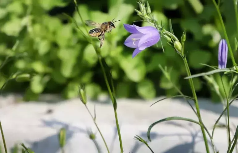 Bio keerwand van beton goed voor biodiversiteit
