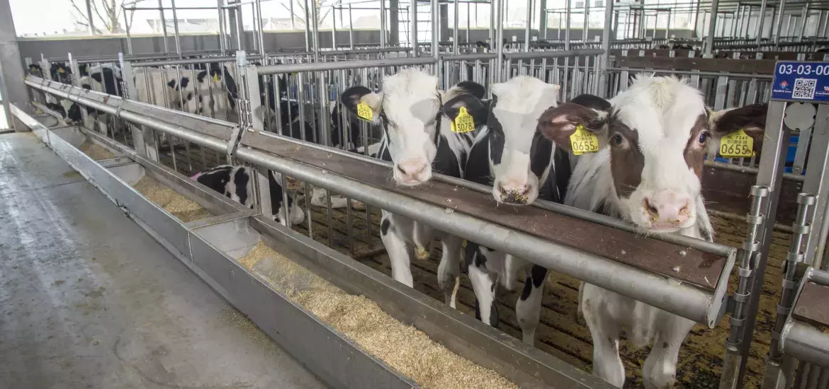 Agrabeton - Kalveren in proefstal Uddel Agrabeton - Kalveren in proefstal Uddel