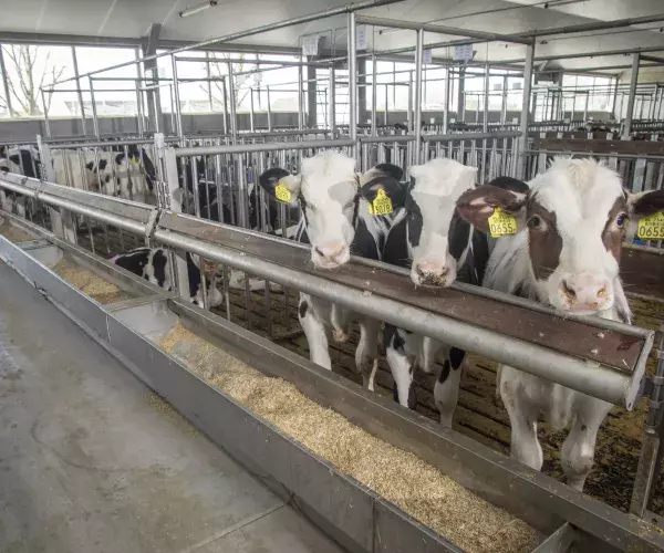 Agrabeton - Kalveren in proefstal Uddel