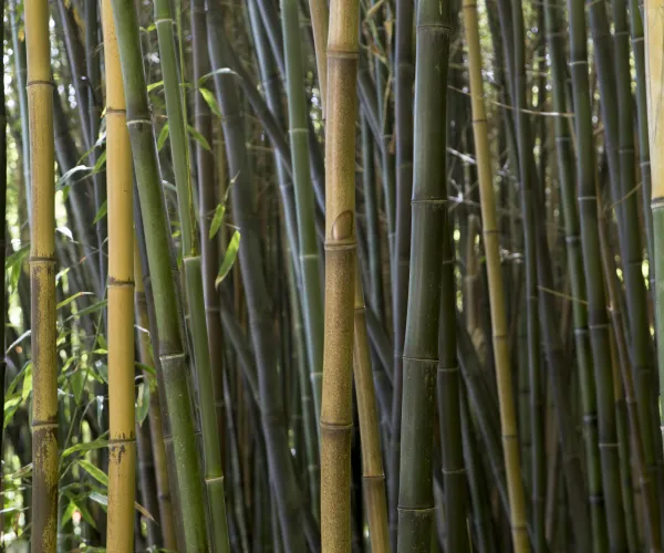 tropical-bamboo-forest-daylight.jpg